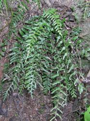 Blechnum molle. Weakly dimorphic fertile and sterile fronds on a mature plant.
 Image: L.R. Perrie © Leon Perrie CC BY-NC 3.0 NZ